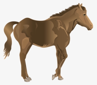Stallion, Horse, Bay, Mammal, Equestrian, Equine, Ride - Sorrel, HD Png Download, Free Download