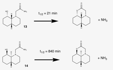 Hydrolysis Of Amide In Ring, HD Png Download, Free Download