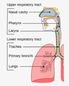 上 呼吸道 下 呼吸道, HD Png Download, Free Download