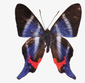 Brush-footed Butterfly, HD Png Download, Free Download