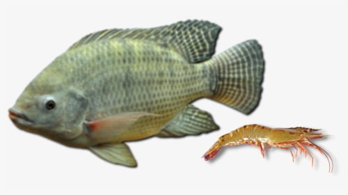 Tilapia Fish Png, Transparent Png, Free Download