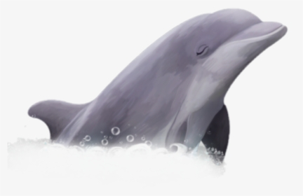 Dolphin Png, Transparent Png, Free Download