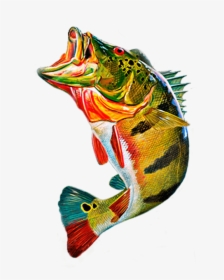 Peacock Bass Png, Transparent Png, Free Download