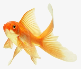 #yellow #peixe #yellowaesthetic - Beautiful Gold Fish, HD Png Download, Free Download