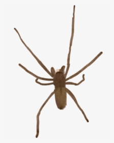 Spider Spiders Spiderweb Legs Insects Scary Creepy Yellow Garden Spider Hd Png Download Kindpng - yeah so can we praise this roblox spider roblox spider hd png download kindpng