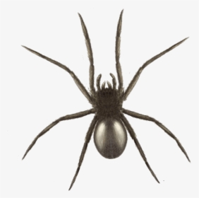 Widow Spider, HD Png Download, Free Download
