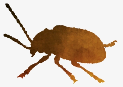 Transparent Image Clipart Free Transparent Background - Weevil, HD Png Download, Free Download