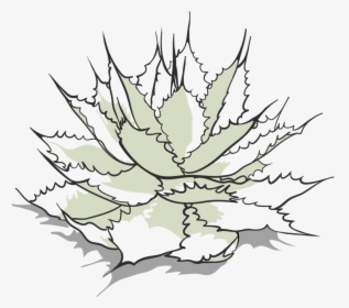 Tobala Drawing-01 - Agave, HD Png Download, Free Download