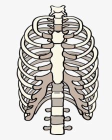 How To Draw Rib Cage - Draw A Rib Cage, HD Png Download, Free Download