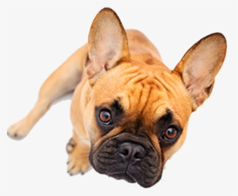 French Bulldog, HD Png Download, Free Download