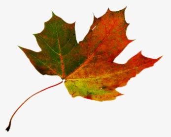 #hoja-otoño - Green Red Maple Leaf, HD Png Download, Free Download