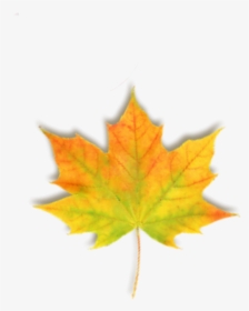 #hoja #leaf #leaves #hojas #autumn #otoño #orange #naranja - Maple Leaf, HD Png Download, Free Download