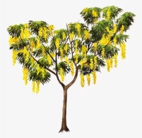 Golden Shower Tree Png, Transparent Png, Free Download