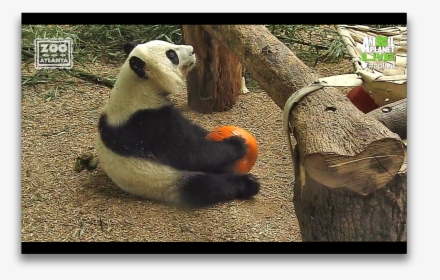 Animal Planet Panda, HD Png Download, Free Download