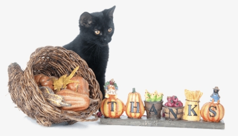 Happy Thanksgiving - Black Cat Thanksgiving, HD Png Download, Free Download