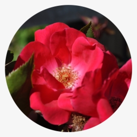 Rose Growing Guide - Common Peony, HD Png Download, Free Download