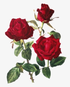 #roses #rose #red #thorns #passion #love - Illustration, HD Png Download, Free Download