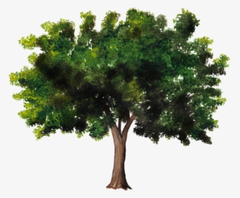 Texture Cutout Tree Png, Transparent Png, Free Download