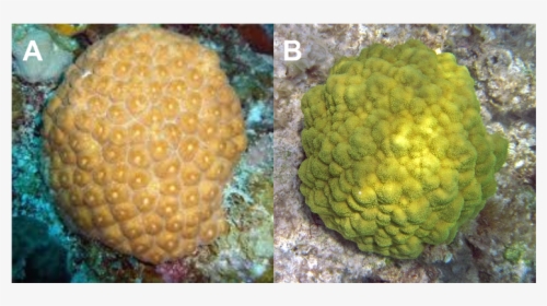 Mustard Hill Coral, HD Png Download, Free Download