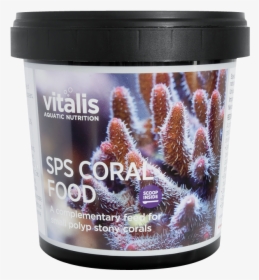 Stony Coral, HD Png Download, Free Download
