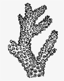 Sea Drawing Coral Reef - Black And White Coral Png, Transparent Png, Free Download