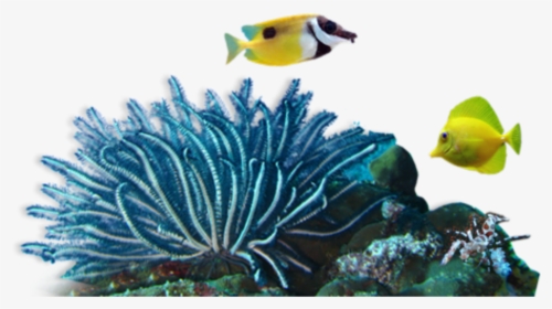 Coral Sea Png - Coral Reef Png, Transparent Png, Free Download