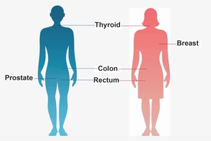 Standing, HD Png Download, Free Download