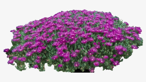 Free Cropped Photos Architecture Entourage Autocad - African Daisy, HD Png Download, Free Download