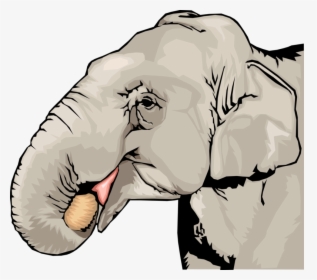 Vector Illustration Of African Elephant Eating With - Elephant, HD Png Download, Free Download