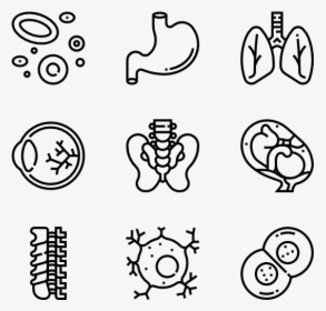 Human Organs - Hand Drawn Icon Png, Transparent Png, Free Download