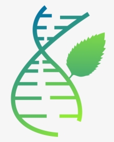 Mint Can Analyze Structure Of Your Rna Molecule Meaning - Emblem, HD Png Download, Free Download