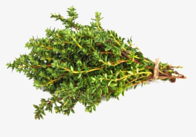 Thyme Png, Transparent Png, Free Download