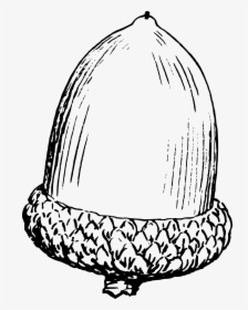 Acorn 7 Clip Arts - Acorn Black And White Clipart, HD Png Download, Free Download