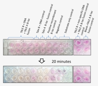 Tale Dna Capture Assay - Wrapping Paper, HD Png Download, Free Download