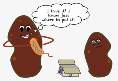Cartoon Potato Png - Gmo Potatoes, Transparent Png, Free Download