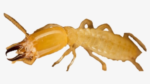 Termite Png Free Download - Weevil, Transparent Png, Free Download