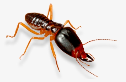 Termite Control Fort Mill Rock Hill Charlotte - Termite, HD Png Download, Free Download