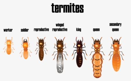 Different Termites, HD Png Download, Free Download