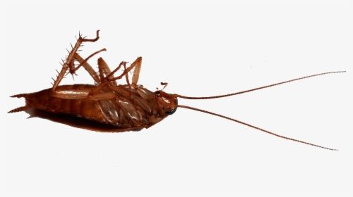 Ant - Madagascar Hissing Cockroach, HD Png Download, Free Download