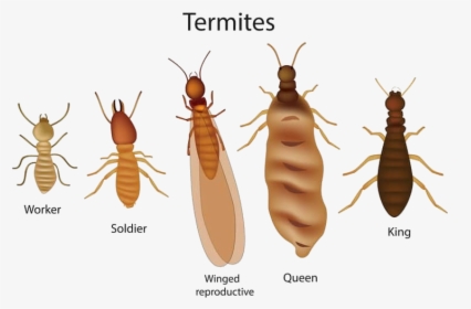 Do Termites Look Like, HD Png Download, Free Download