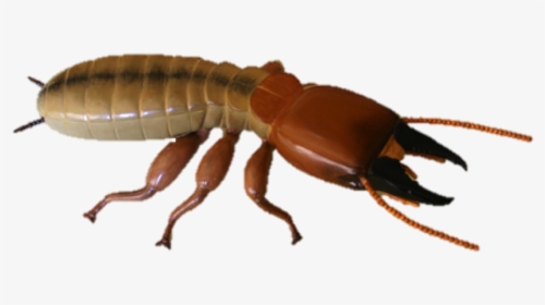 Termite Pest Control Treatments - Termite Transparent Background, HD Png Download, Free Download