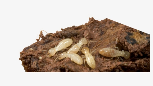 Termites Termite Damage Termite Treatment Exterminator - Termite Pest Control Png, Transparent Png, Free Download