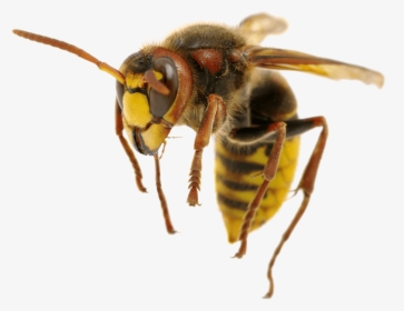 Hornet, HD Png Download, Free Download