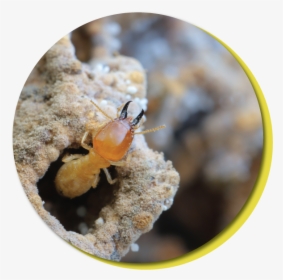 Termite How Much, HD Png Download, Free Download