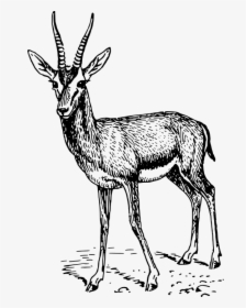Gazelle, Animal, Standing, Mammal, Antlers, Wildlife - Gazelle Drawing, HD Png Download, Free Download