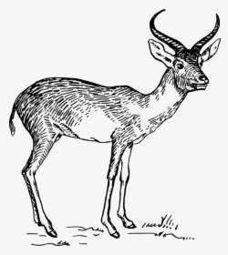 Antelope,musk Deer,gazelle - Antelope Clipart Black And White, HD Png Download, Free Download