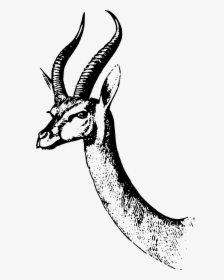 Gerenuk Head Clipart Black And White, HD Png Download, Free Download