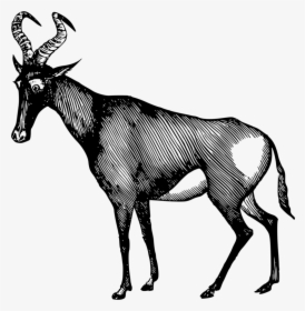 Line Art,elk,vertebrate - Hartebeest Pencil, HD Png Download, Free Download