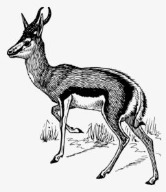 Antelope,art,musk Deer - Clipart Of Springbok Black And White, HD Png Download, Free Download