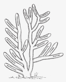 Transparent Cactus Clipart Black And White - Drawing, HD Png Download, Free Download